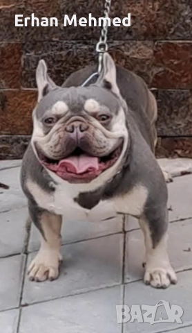Френски булдог , снимка 3 - Търси партньор - 52724039