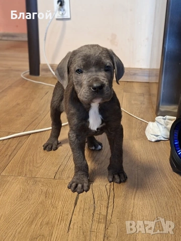 Кане Корсо, снимка 4 - Други - 53487356