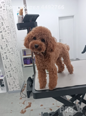 Груминг салон Пазарджик, цялостна грижа за домашни любимци , снимка 4 - Други животни - 52569188