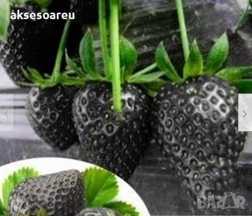 200 семена от плод черна ягода черни ягоди органични плодови ягодови семена от вкусни ягоди отлични , снимка 2 - Сортови семена и луковици - 27609805