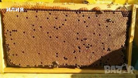 Пчелни отводки, снимка 6 - За пчели - 39565893