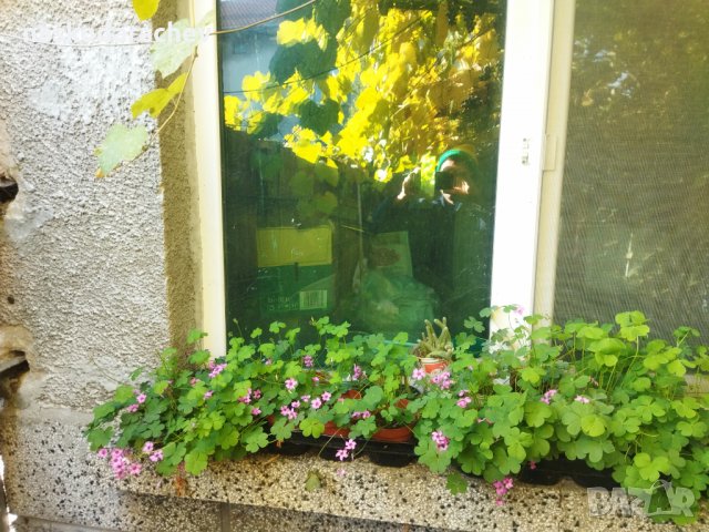 Детелини цъфтящи розово, снимка 7 - Градински цветя и растения - 34949387