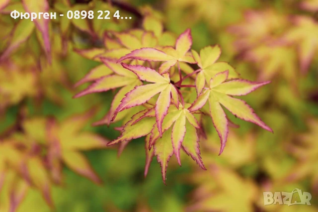     Ацер - Санго Каку, снимка 7 - Разсади - 50635847