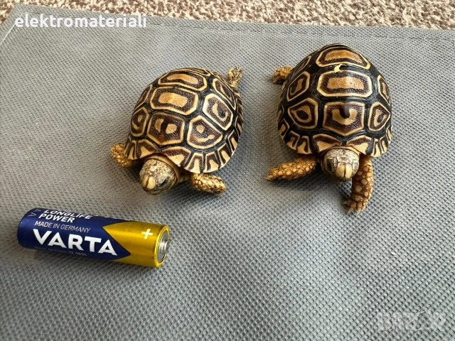 Леопардови костенурки, снимка 5 - Костенурки - 53430344