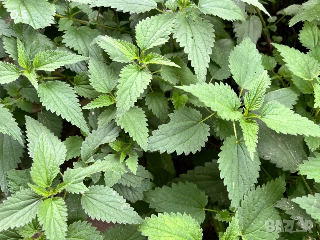 продавам  био коприва 