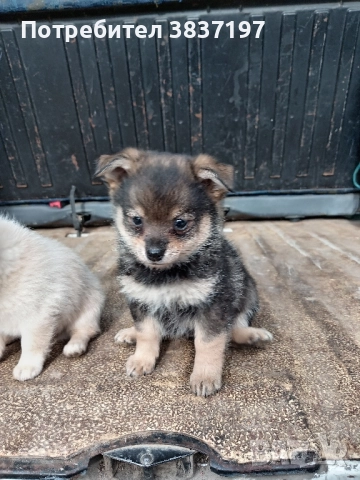 мъжки и женски кучета , снимка 4 - Пинчер - 52864232