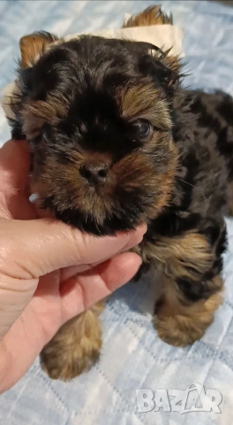 Мини момченце, снимка 6 - Йоркширски териер - 53599507