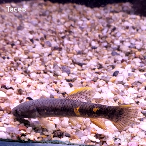 Риба вълк 15см, снимка 1