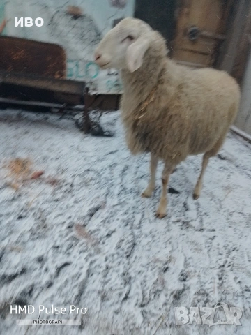 Овен , снимка 5 - Овце - 53306956