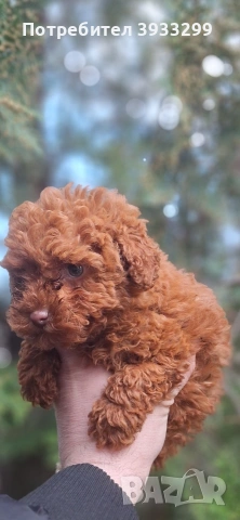 той пудел мини пуделче момче, снимка 8 - Пудели - 53531999