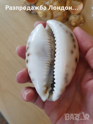 Морски стил, миди и др., снимка 3 - Декорация за дома - 37537214