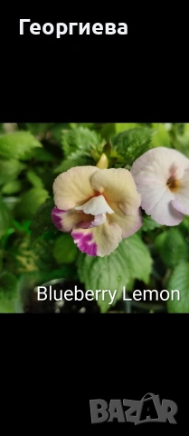 ризоми ахименес , снимка 7 - Градински цветя и растения - 53498563