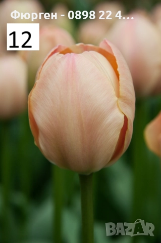 Луковици на лалета, снимка 16 - Разсади - 51436409