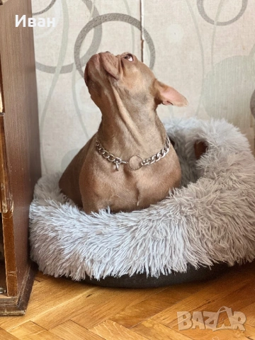 Френски Булдог, снимка 8 - Френски булдог - 53140404