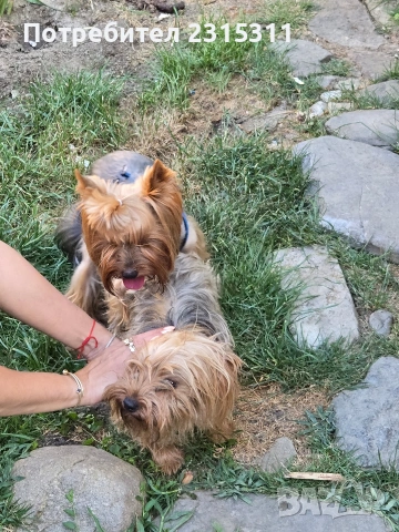 мъжко и женско йорки, снимка 3 - Йоркширски териер - 53089504