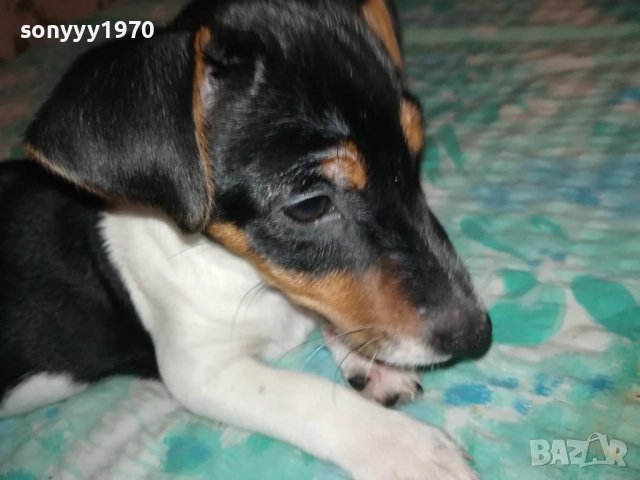 ДЖАК РЪСЕЛ-СЛАДУРАНА ОТ ВИДИН НА 90 ДЕНА 1911251523, снимка 6 - Джак ръсел териер - 52467496