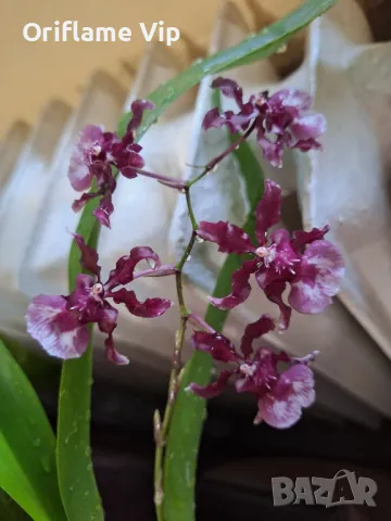 Орхидея Камбрия