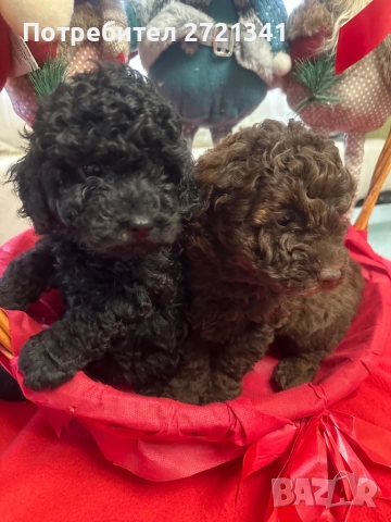 Мини пуделчета, снимка 5 - Пудели - 52762580