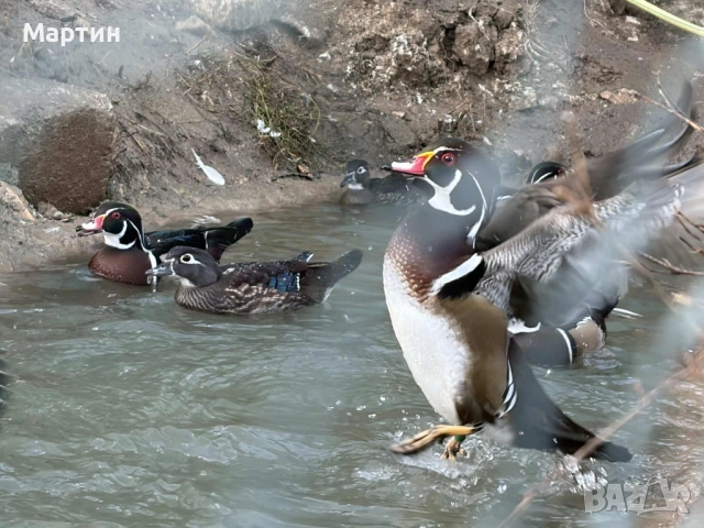 Патици Каролинки , снимка 5 - други­ - 51497214