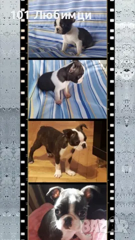 Бостън териери