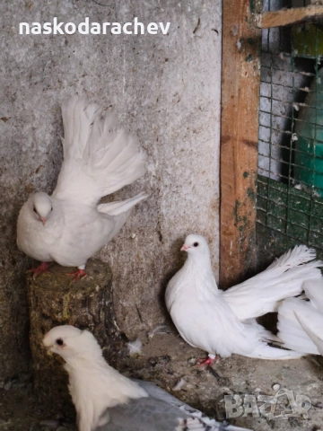 Бургаски местни преметачи различни цветове, снимка 10 - Гълъби - 52410723
