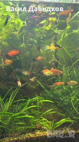 Плата , Молинезия , Гупи , Хелери , снимка 18 - Рибки - 51471426