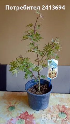 Acer palmatum sangokaku , снимка 1 - Градински цветя и растения - 47567339