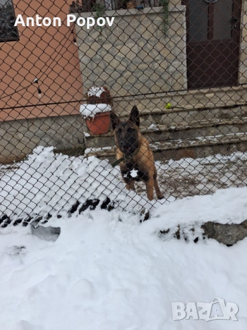 Белгийска овчарка 6м., снимка 2 - Белгийска овчарка - 53108382