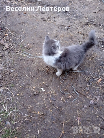 Продавам две котета , снимка 4 - Руска синя котка - 53160786