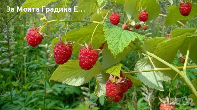 Дива малина , снимка 3 - Разсади - 49490108