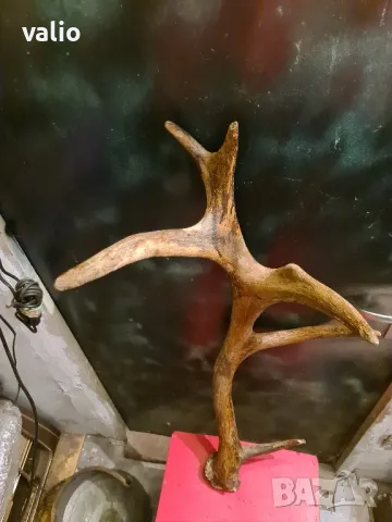 Еленов рог , снимка 4 - Антикварни и старинни предмети - 50201077