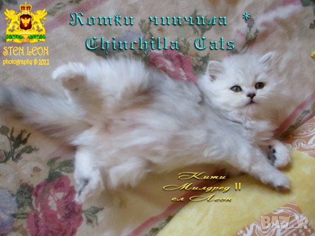 Котки Чинчила * Chinchilla Cats, безплатно посещение!, снимка 12 - Чинчили - 36915177