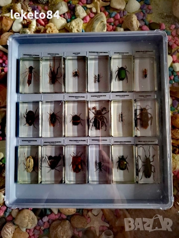 „Истински БУБОЛЕЧКИ и чудновати животинки“ – Пълна колекция (75 бр.), снимка 6 - Колекции - 53126815