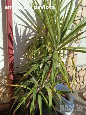 Два броя Палма Юка , снимка 7 - Градински цветя и растения - 48567103