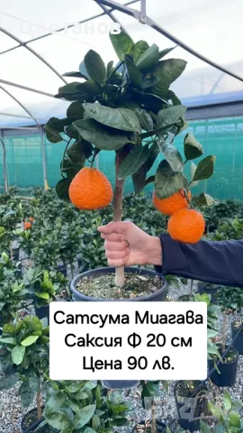 Сатсума Миагава