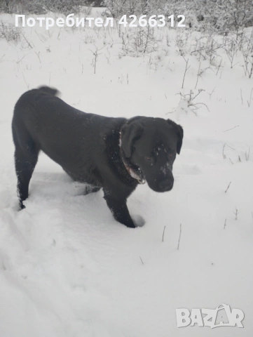 Подарявам мъжки кучета. Майка Лабрадор, баща Алабак., снимка 2 - Други - 53506330