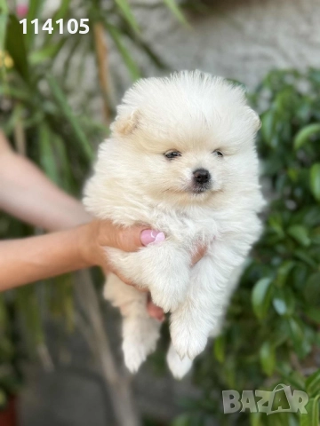 Померан момченце, снимка 1