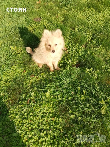 Момченце, снимка 2 - Померан - 52540011