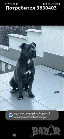 Кане Корсо сиви , снимка 5 - Кане корсо - 53402339