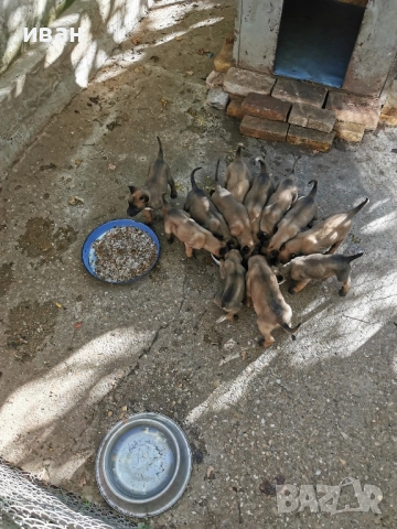 продам белгийски овчарки малиноа , снимка 6 - Белгийска овчарка - 49319194