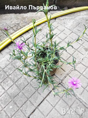 Делосперма , снимка 3 - Градински цветя и растения - 36370328