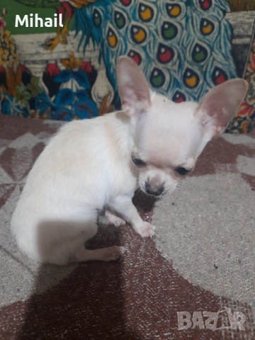 Продавам чихуахуа, снимка 4 - Чихуахуа - 52654005