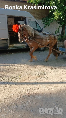 полски Тръмбеш , снимка 1