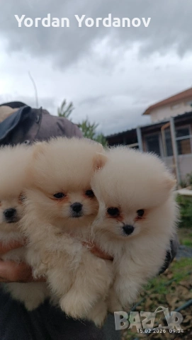 Померанчета , снимка 4 - Померан - 53490849