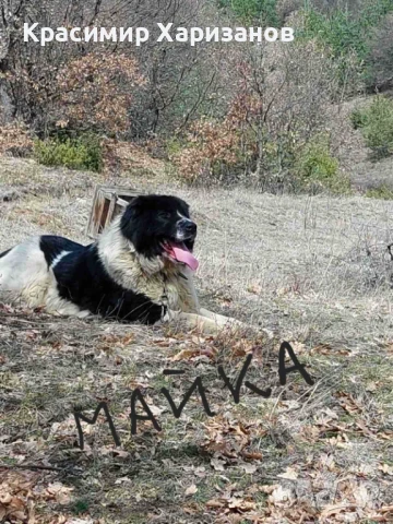 Продавам кучета БОК, снимка 1