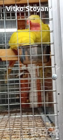 Чифт Принцов папагал-Александрино , снимка 3 - Папагали - 44036615