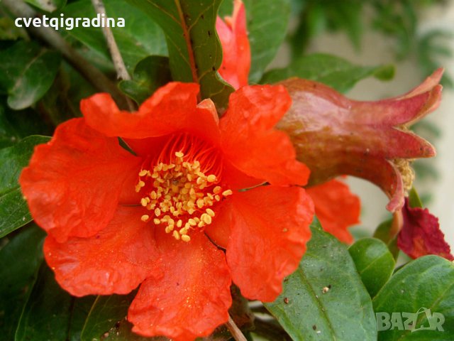 Punica granatum (Нар ,Пуника гранатум), снимка 2 - Градински цветя и растения - 43910789