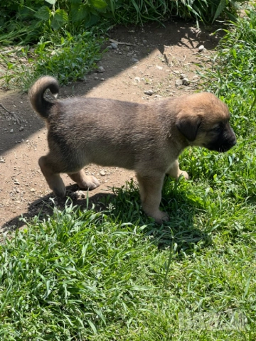 Кученца Алабай Х Малиноа Кръстоска с Доставка, снимка 8 - Други - 52220666