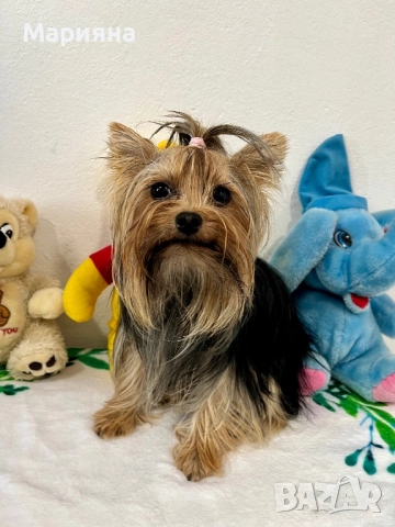 Йоркширски териер-Мини йорки, снимка 6 - Йоркширски териер - 52855047