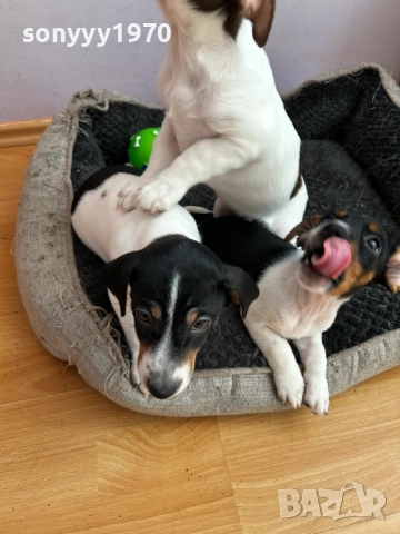 ДЖАК РЪСЕЛ ВИДИН-ЖЕНСКО КУТРЕ 250ЛВ ЗА БРОЙ 2110251434, снимка 2 - Джак ръсел териер - 52131138